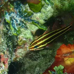 Blackstripe Cardinalfish, photo 11