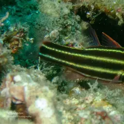 Blackstripe Cardinalfish, photo 12