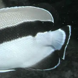 Banded Angelfish