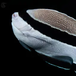 Banded Angelfish, photo 2