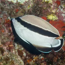 Banded Angelfish, photo 3
