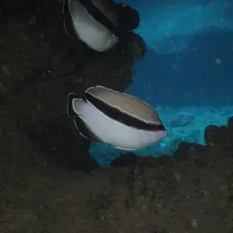 Banded Angelfish, photo 4