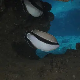 Banded Angelfish, photo 5