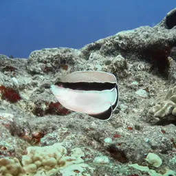 Banded Angelfish, photo 6