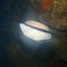 Banded Angelfish, photo 7