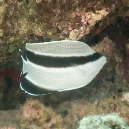 Banded Angelfish, photo 8