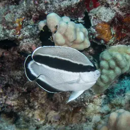 Banded Angelfish, photo 9