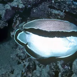 Banded Angelfish, photo 10