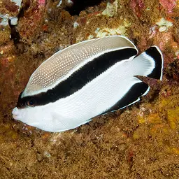 Banded Angelfish, photo 11
