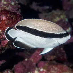 Banded Angelfish, photo 12