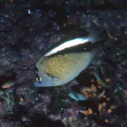Griffis Angelfish, photo 2