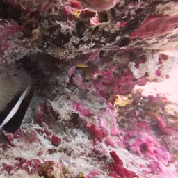 Griffis Angelfish, photo 3