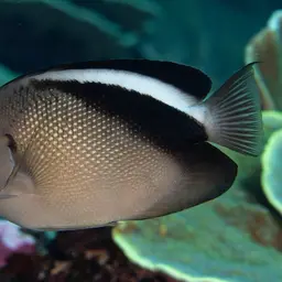 Griffis Angelfish