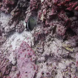Griffis Angelfish, photo 5