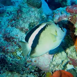 Griffis Angelfish, photo 6