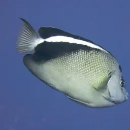 Griffis Angelfish, photo 7