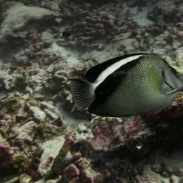 Griffis Angelfish, photo 8
