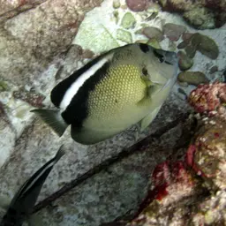 Griffis Angelfish, photo 9