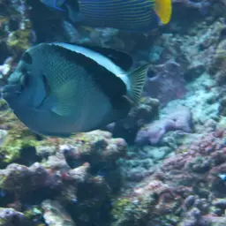 Griffis Angelfish, photo 10