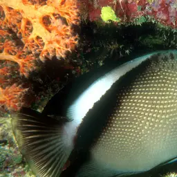 Griffis Angelfish, photo 11
