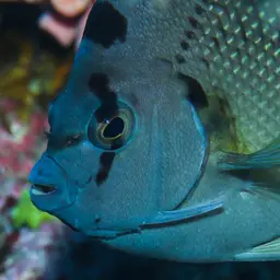 Griffis Angelfish, photo 12
