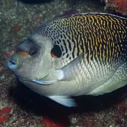 Tiger Angelfish