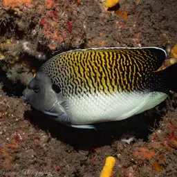 Tiger Angelfish, photo 2