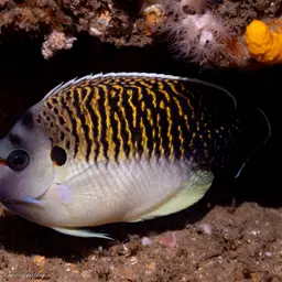Tiger Angelfish, photo 3