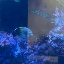 Tiger Angelfish, photo 4