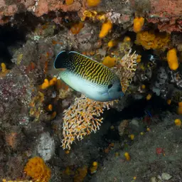 Tiger Angelfish, photo 5