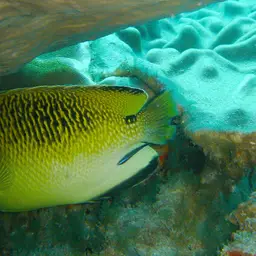 Tiger Angelfish, photo 6