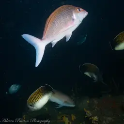 Tiger Angelfish, photo 7