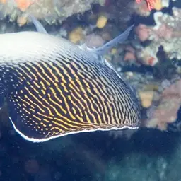 Tiger Angelfish, photo 8