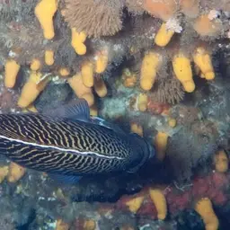 Tiger Angelfish, photo 9