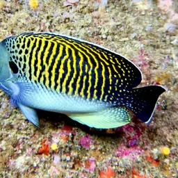 Tiger Angelfish, photo 10
