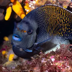 Tiger Angelfish, photo 11