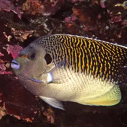Tiger Angelfish, photo 12
