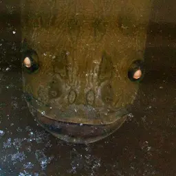 Pirarucu, photo 4