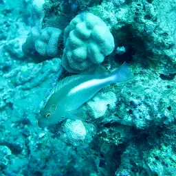 Arc-Eye Hawkfish, photo 2