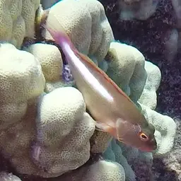 Arc-Eye Hawkfish, photo 3
