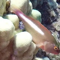 Arc-Eye Hawkfish, photo 4