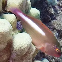 Arc-Eye Hawkfish, photo 5