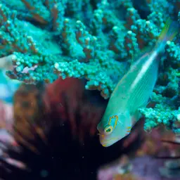 Arc-Eye Hawkfish, photo 6