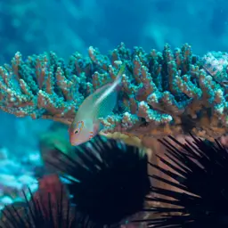 Arc-Eye Hawkfish, photo 7