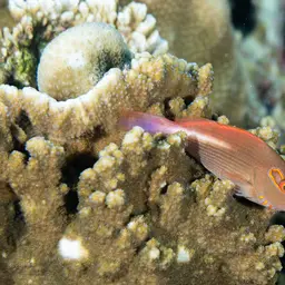 Arc-Eye Hawkfish, photo 8