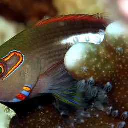 Arc-Eye Hawkfish, photo 1