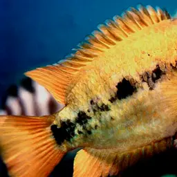 Herotilapia multispinosa
