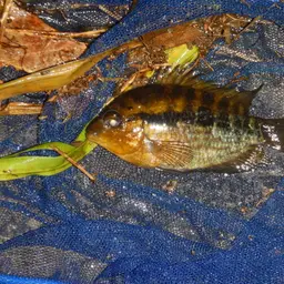 Herotilapia multispinosa, photo 2