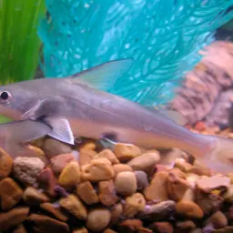 Tete Sea Catfish