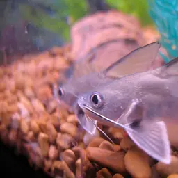 Tete Sea Catfish, photo 2